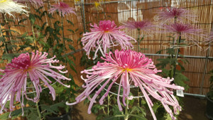 Photo_7