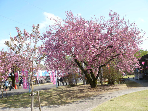 Sakura1