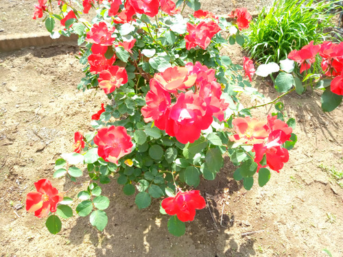 Kimg0263