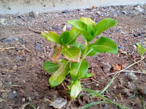 Photo_4